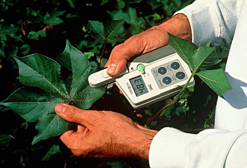 分子育种：现代遗传学的应用与未来展望