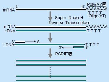 RT-qPCR 反转录试剂