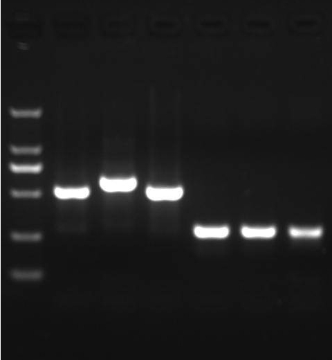 荧光定量PCR：原理、应用与前景展望