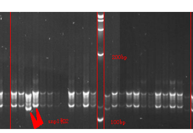 GEL-ARMS基于电泳的基因分型技术